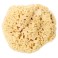 Eponge naturelle diam. 16 cm